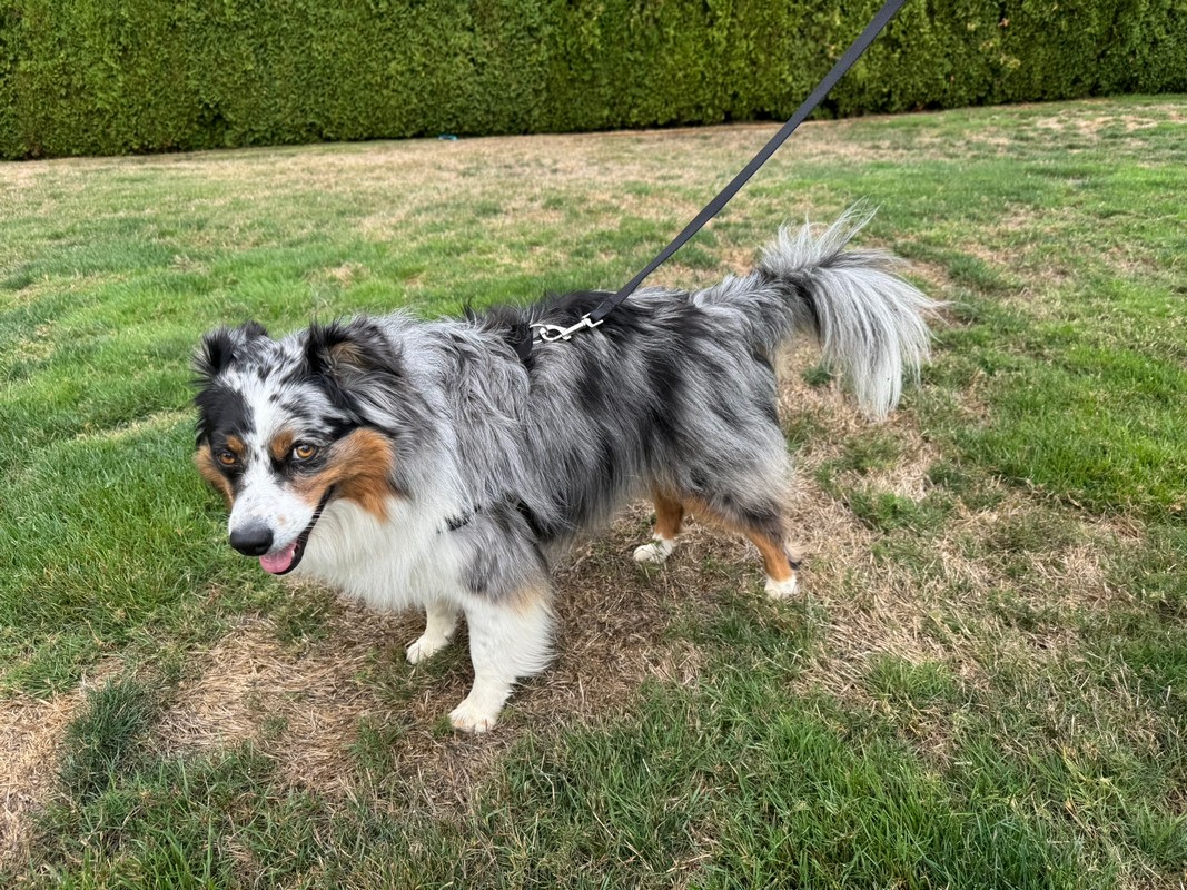 How the Easy Walk Comfort No-Pull Dog Harness Turned Walks with Olive into a Breeze