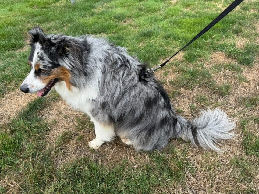 Easy Walk Comfort No-Pull Dog Harness 12