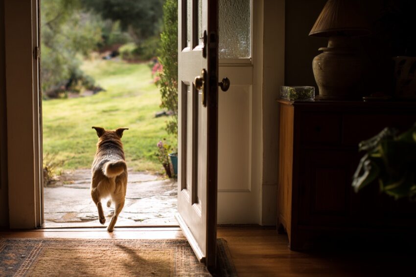 housebreaking an older dog