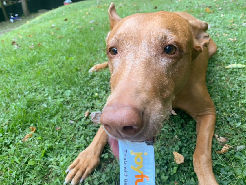 Joyfull Dog Treats Review-3
