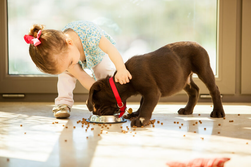Best Large Breed Puppy Food for Growth, Joint Health, and Digestion
