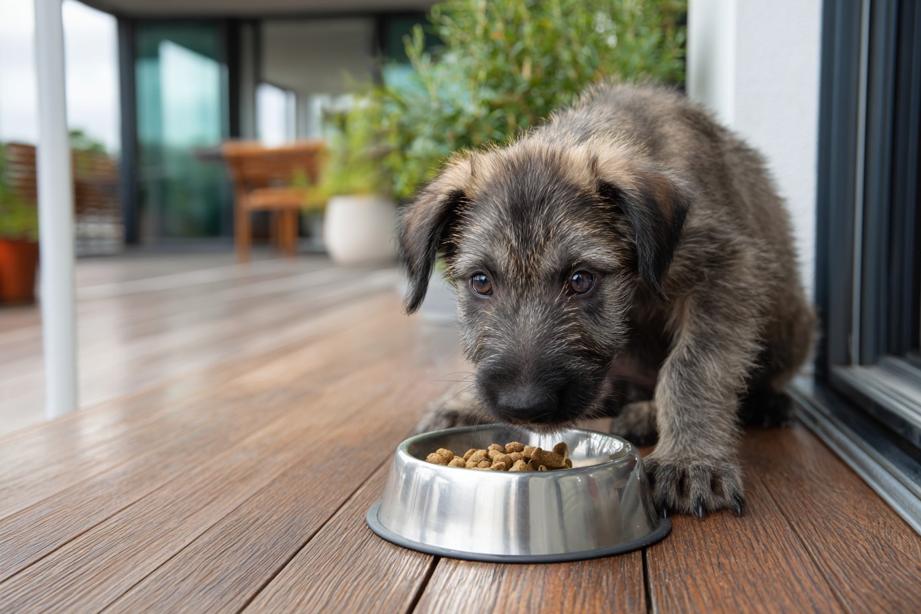 Best Large Breed Puppy Food for Growth, Joint Health, and Digestion
