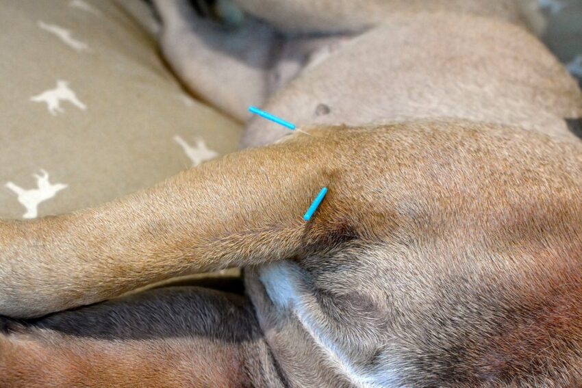 Natural Remedies for Arthritis in Dogs That Actually Help Ease Pain