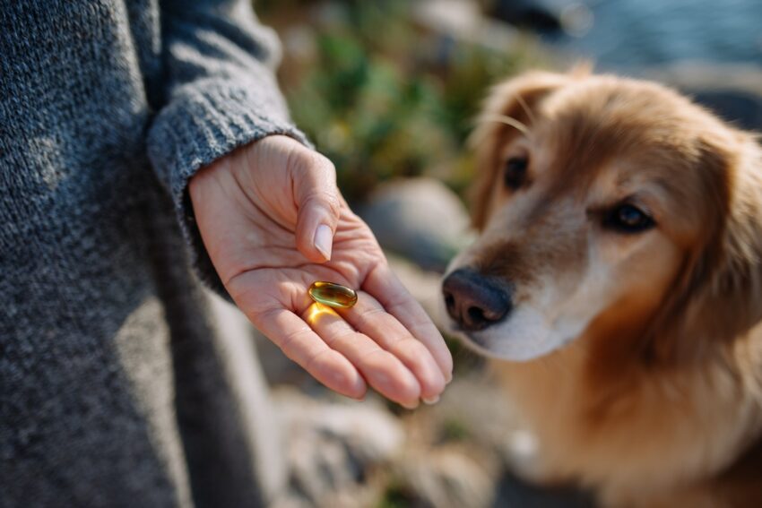 Natural Remedies for Arthritis in Dogs That Actually Help Ease Pain