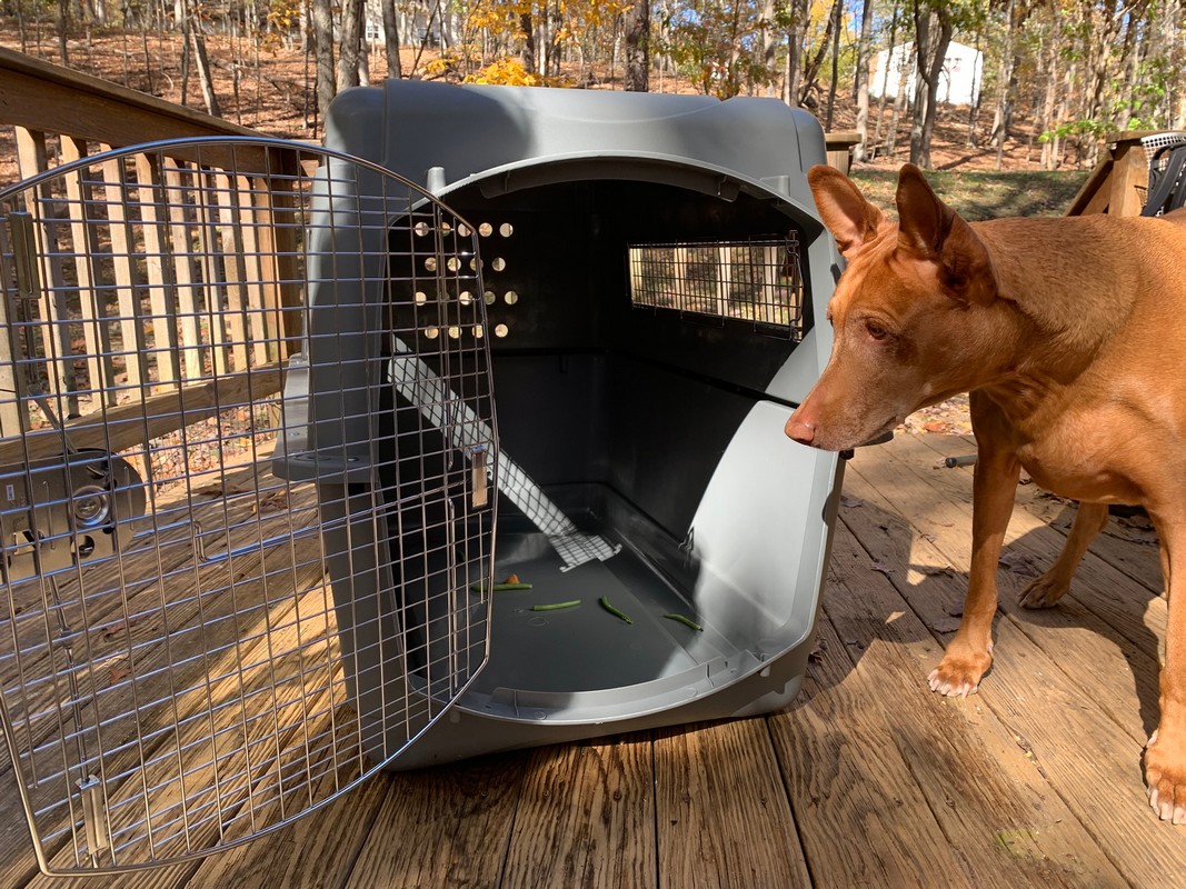 Best Travel Crates for Large Dogs (Air & Road Trip Approved)