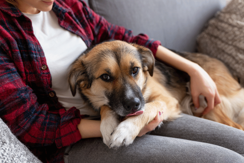How to Stop Dog from Licking Paws: Natural Solutions That Actually Work