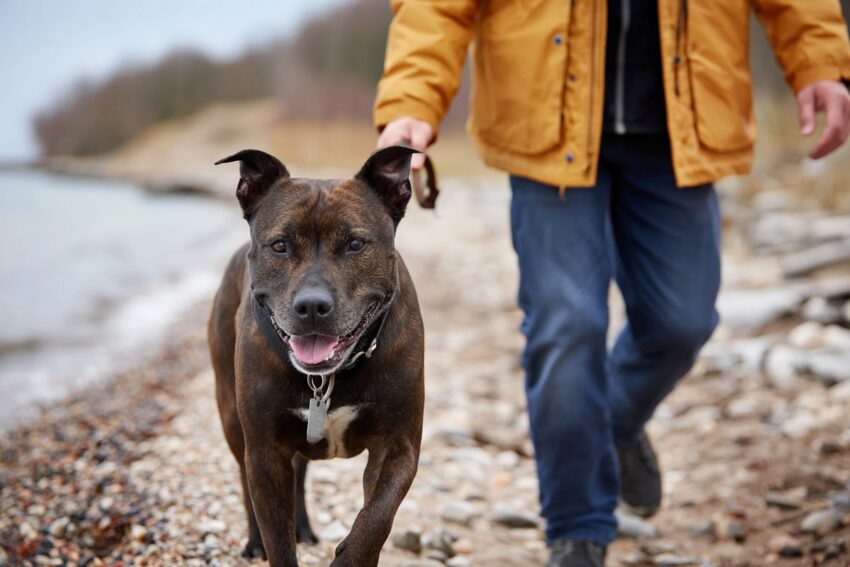 American Pit bull Terrier