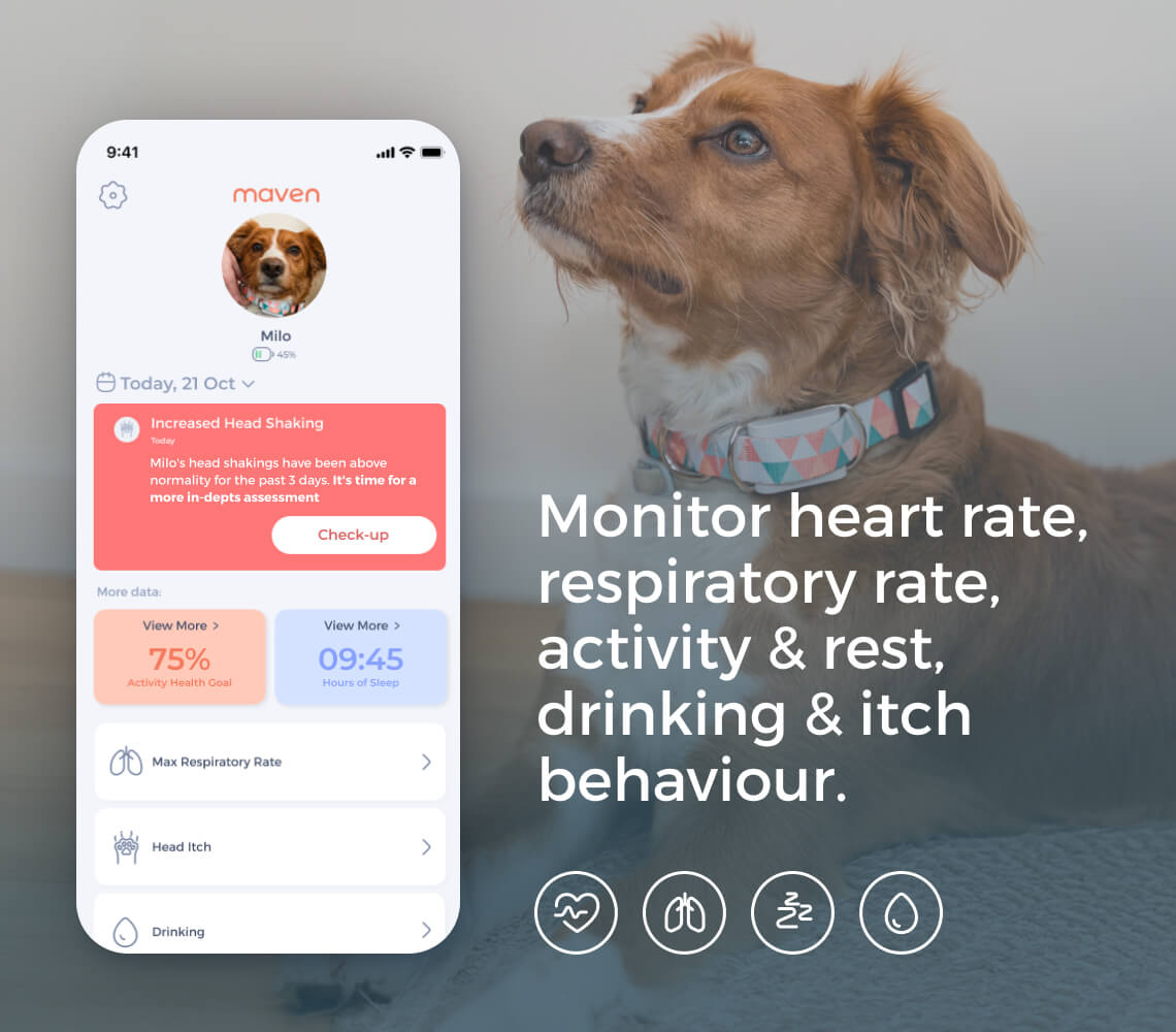 Revue Maven Dog Health Tracker : Le collier intelligent qui surveille bien plus que la simple activité