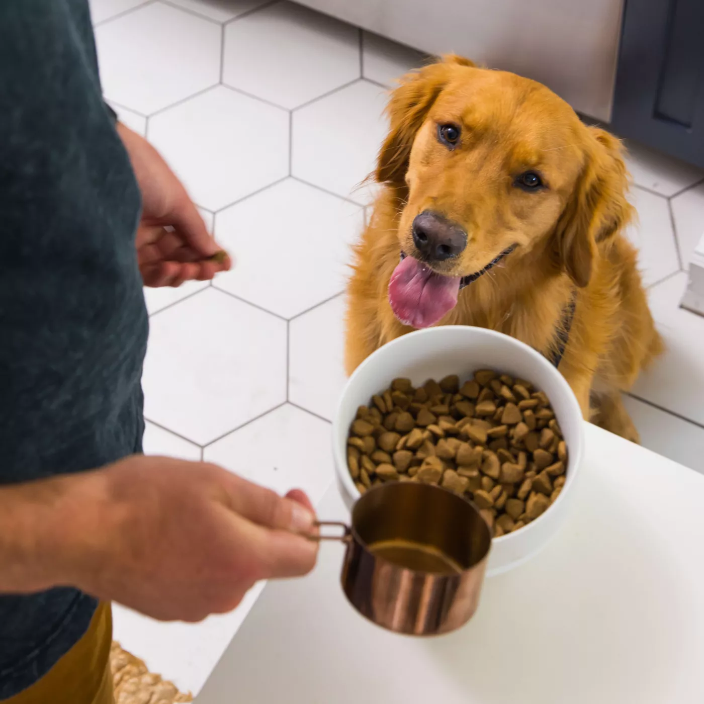 Nulo MedalSeries Large Breed Puppy Dry Dog Food - Salmon