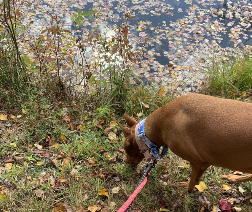 Freya on a sniffari adventure