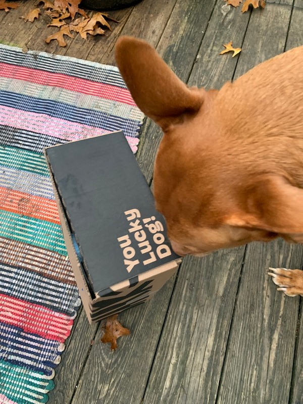 BarkBox Dog Subscription Box Review