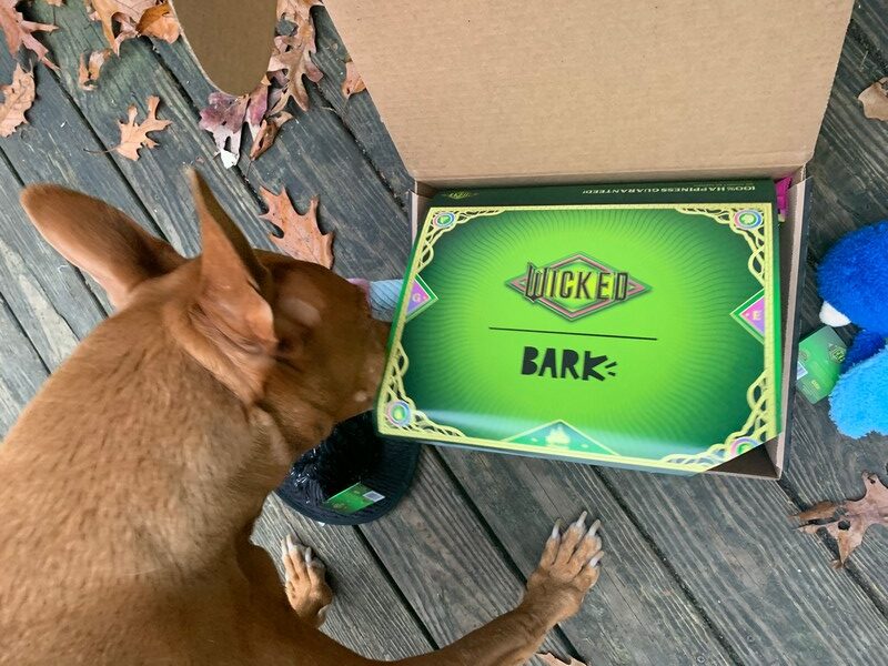 BarkBox Dog Subscription Box Review