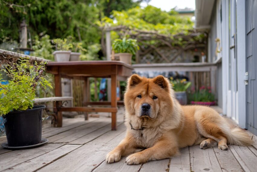 Dog Breeds Stay in the Yard Chow Chow