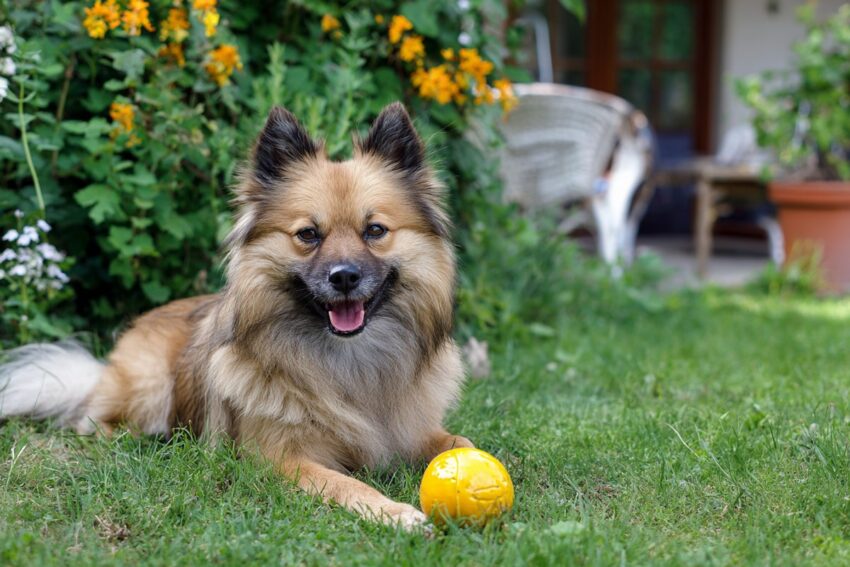 German Spitz