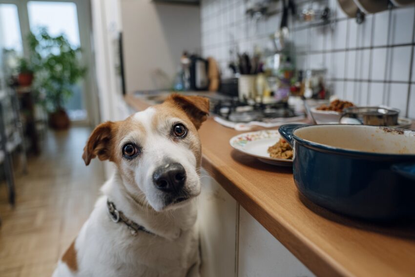 What Do Dogs Think About? Inside the Mind of Your Furry Friend