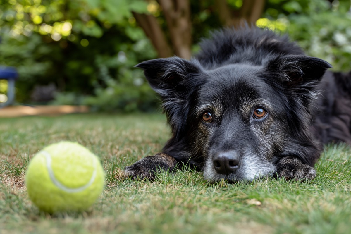 What Do Dogs Think About? Inside the Mind of Your Furry Friend
