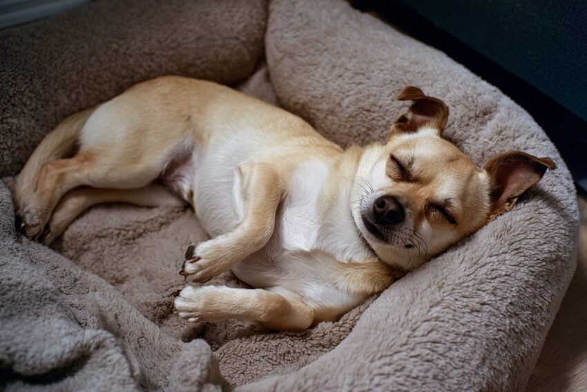 What Do Dogs Think About? Inside the Mind of Your Furry Friend