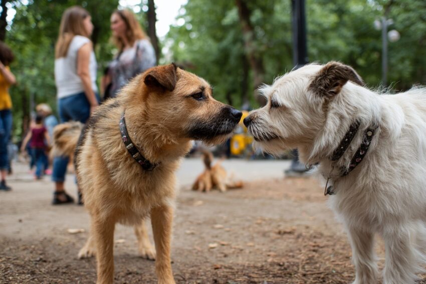 What Do Dogs Think About? Inside the Mind of Your Furry Friend