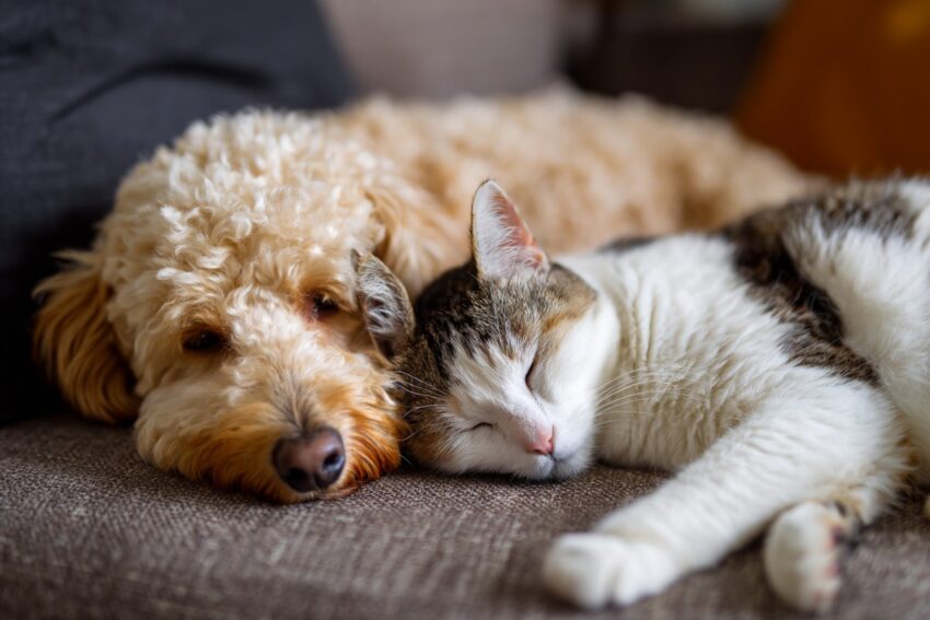 Races de chiens pour chats