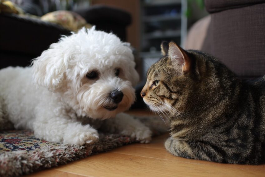 Races de chiens pour chats