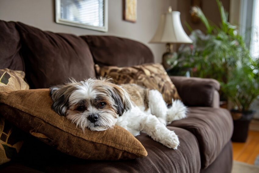 Dog Breeds That Don’t Shed