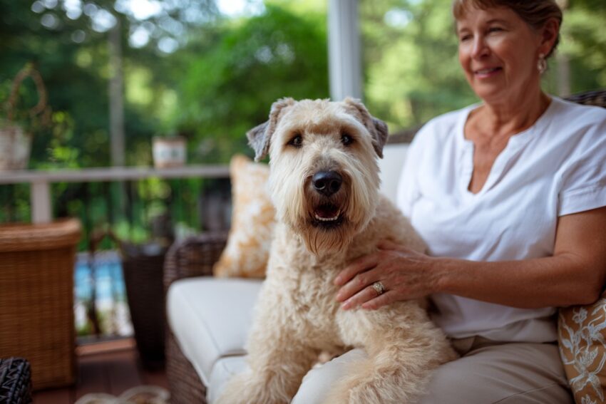 Soft-Coated Wheaten Terrier