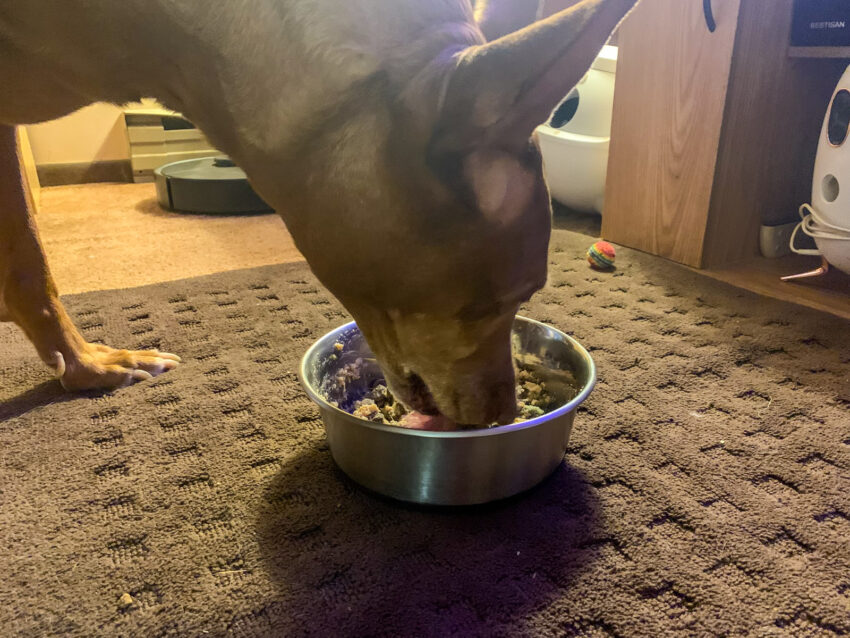 JustFoodforDogs dog food Review