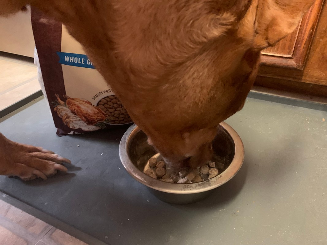 The Honest Kitchen Essential Clusters Review: How They Worked for a Picky Dog