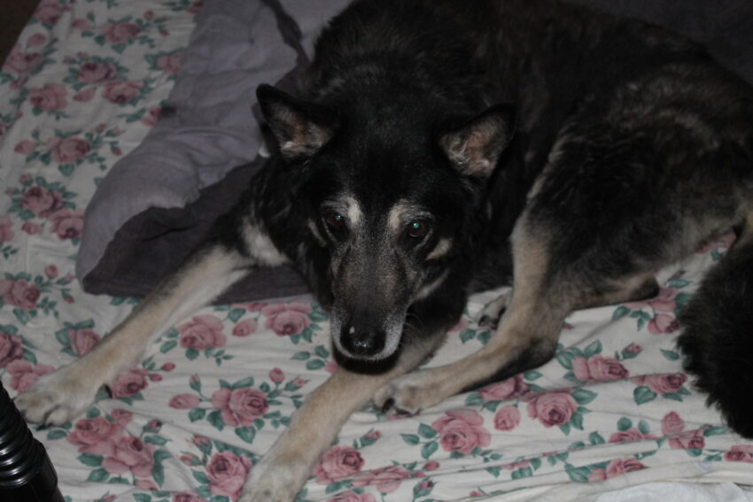 Signs Your Dog Is Dying: How to Recognize the Final Stages