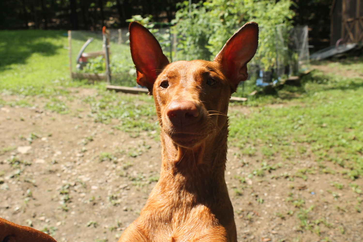 15 Best Dog Vitamins and Supplements for Optimal Health