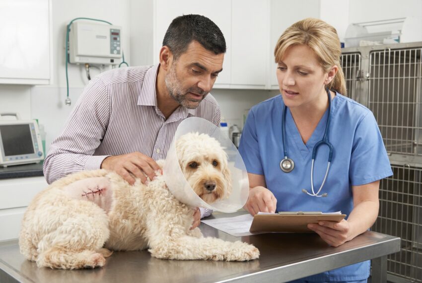 Top 12 Cheapest Pet Insurance Brands for Low-Income Dog Owners
