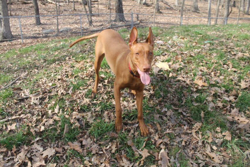 Best Flea Medicine for Dogs Without Vet Prescription (That Still Works)