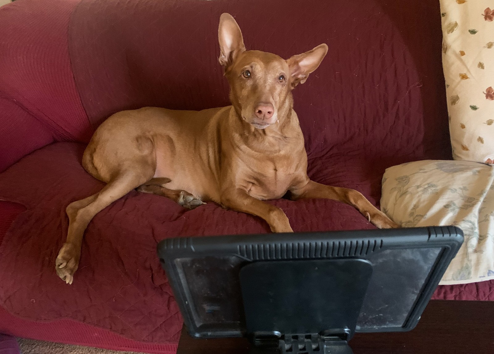 Dutch Online Vet Review: What Makes it Perfect for Everyday Pet Care?