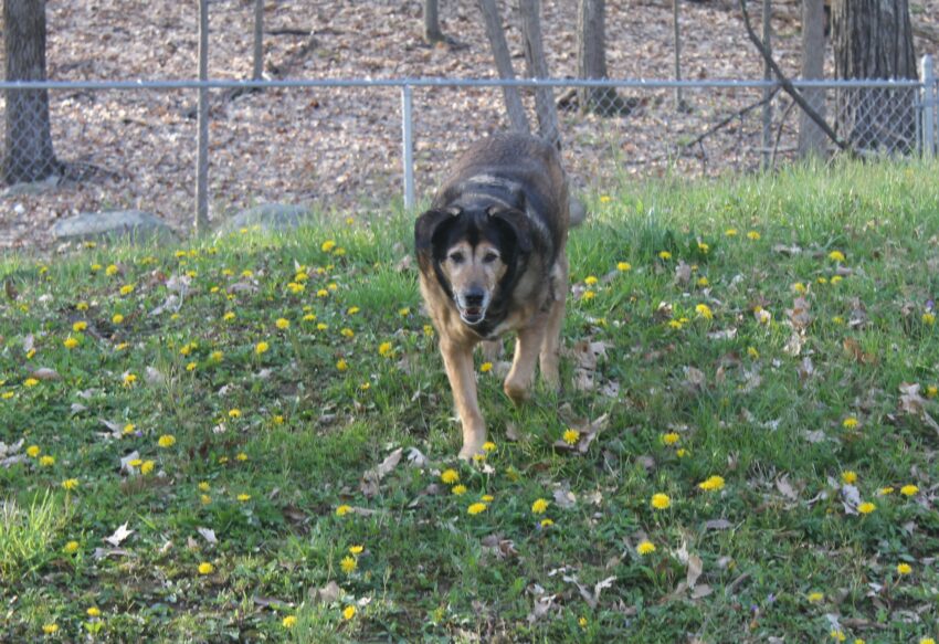 MetLife Pet Insurance: What It Covers, What It Costs, and What Surprised Me