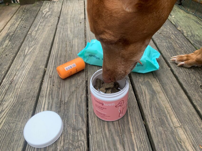 WagWell Allergy Chews a