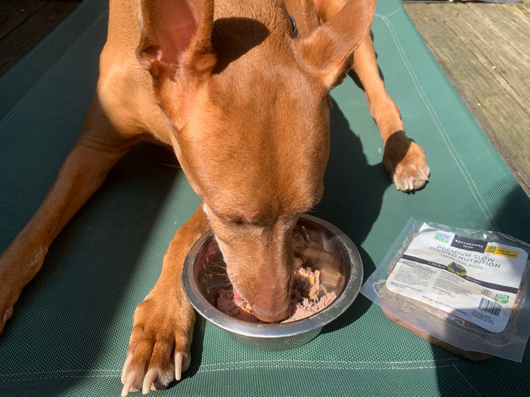 ButcherBox For Pets Slow-Cooked Dog Food Review: My Honest Take After Trying It