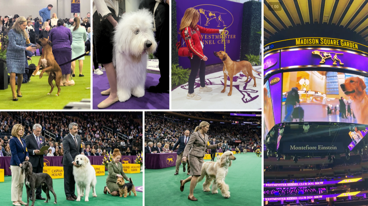 Westminster Dog Show Goes Live on Netflix in 2027
