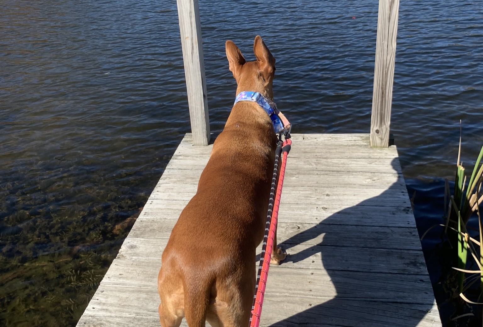 Beach Safety Tips for Dogs: What Every Pet Parent Should Know Before a Shore Day