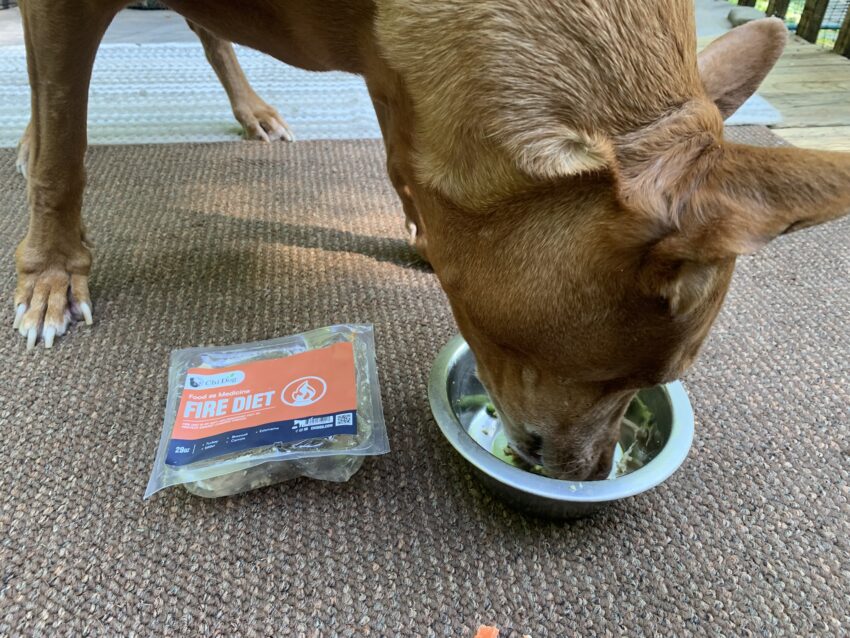A Pharaoh hound chowing down on Chi Dog Fire Diet