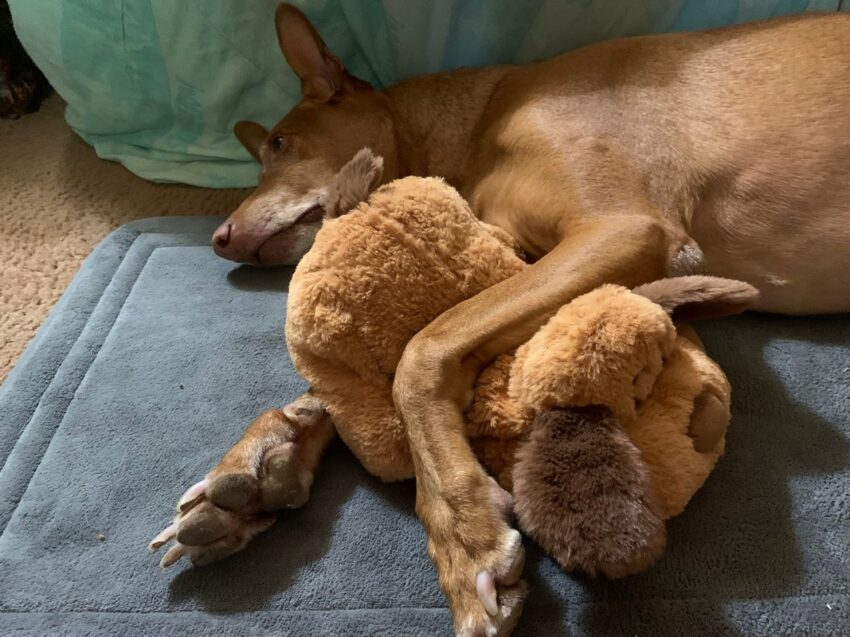How to Help a Puppy Sleep Through the Night with Snuggle Puppy