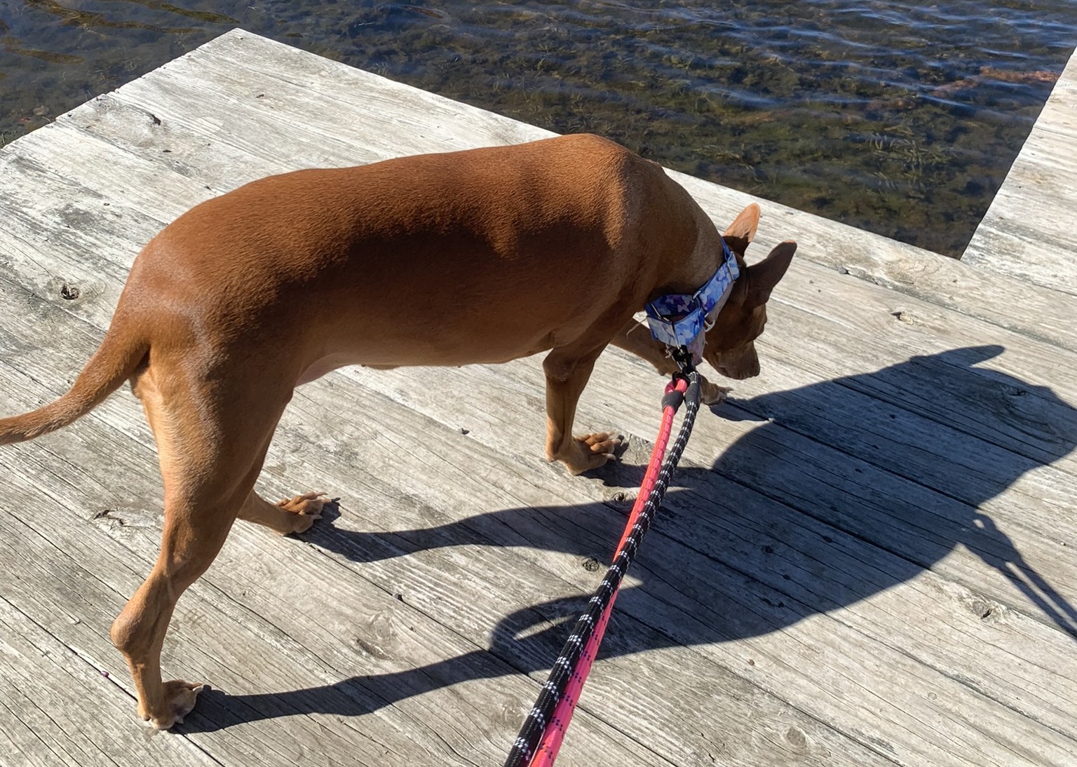 Best Dog-Friendly Stops to Add to a Road Trip
