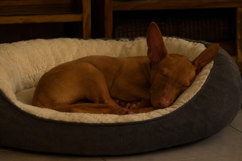 how to help a puppy sleep through the night