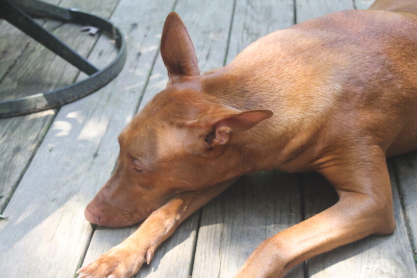 What My Dog's Heart Disease Taught Me (That I Wish I'd Known Sooner)
