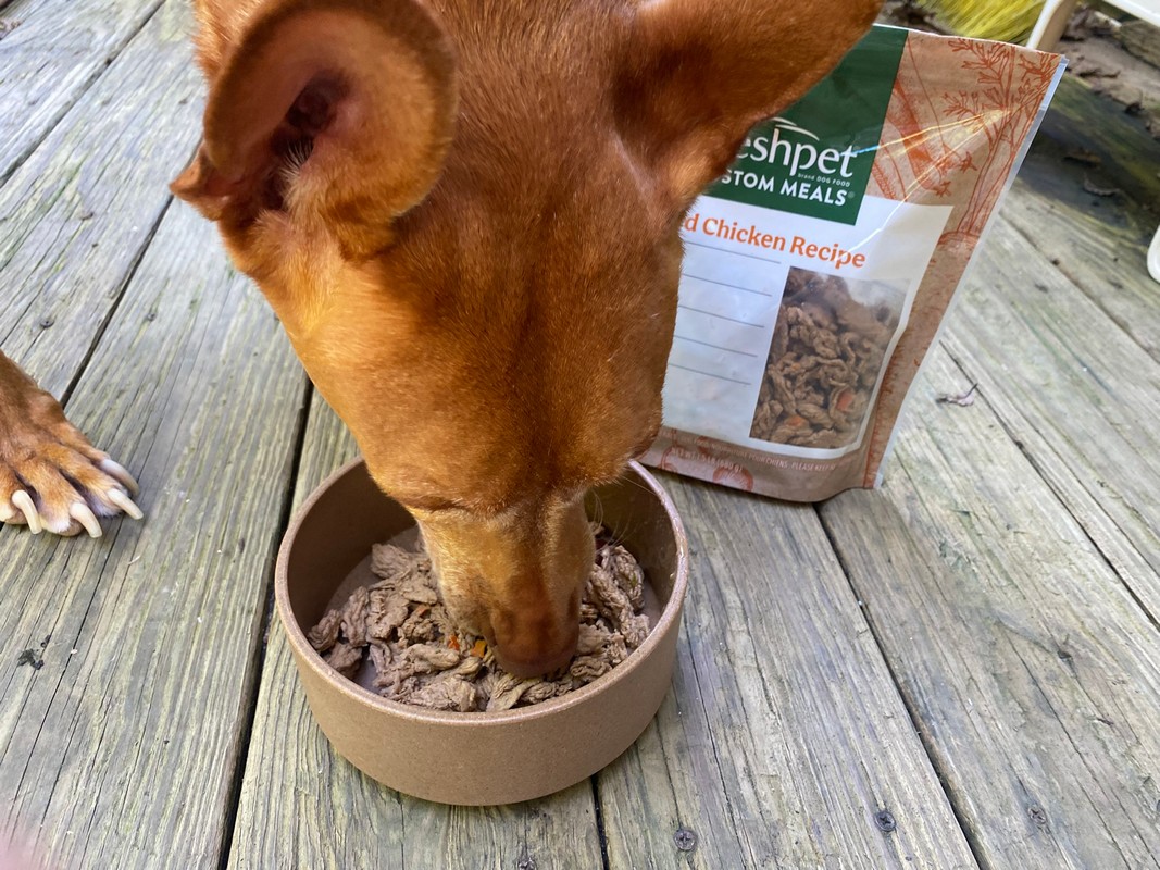 Freshpet Delivery Review: Fresh Dog Food Without the Grocery Run
