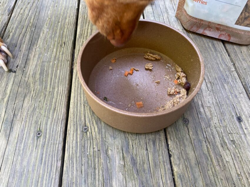 freshpet fresh dog food delivery review
