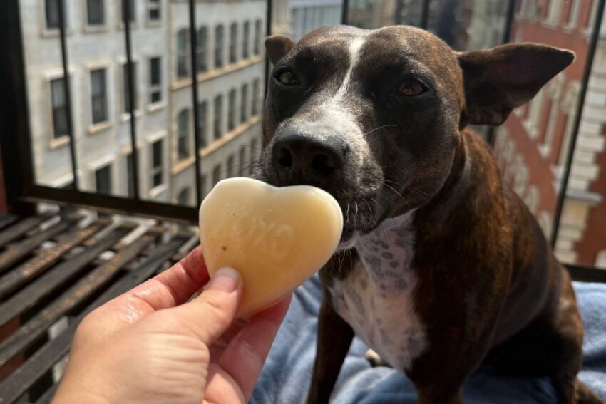 Brutus Broth Pupsicles: An Easy 3-Ingredient Frozen Dog Treat