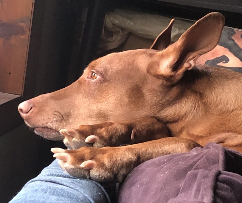 What I Learned About Feeding a Dog with No Appetite (from Illness & New Medication)