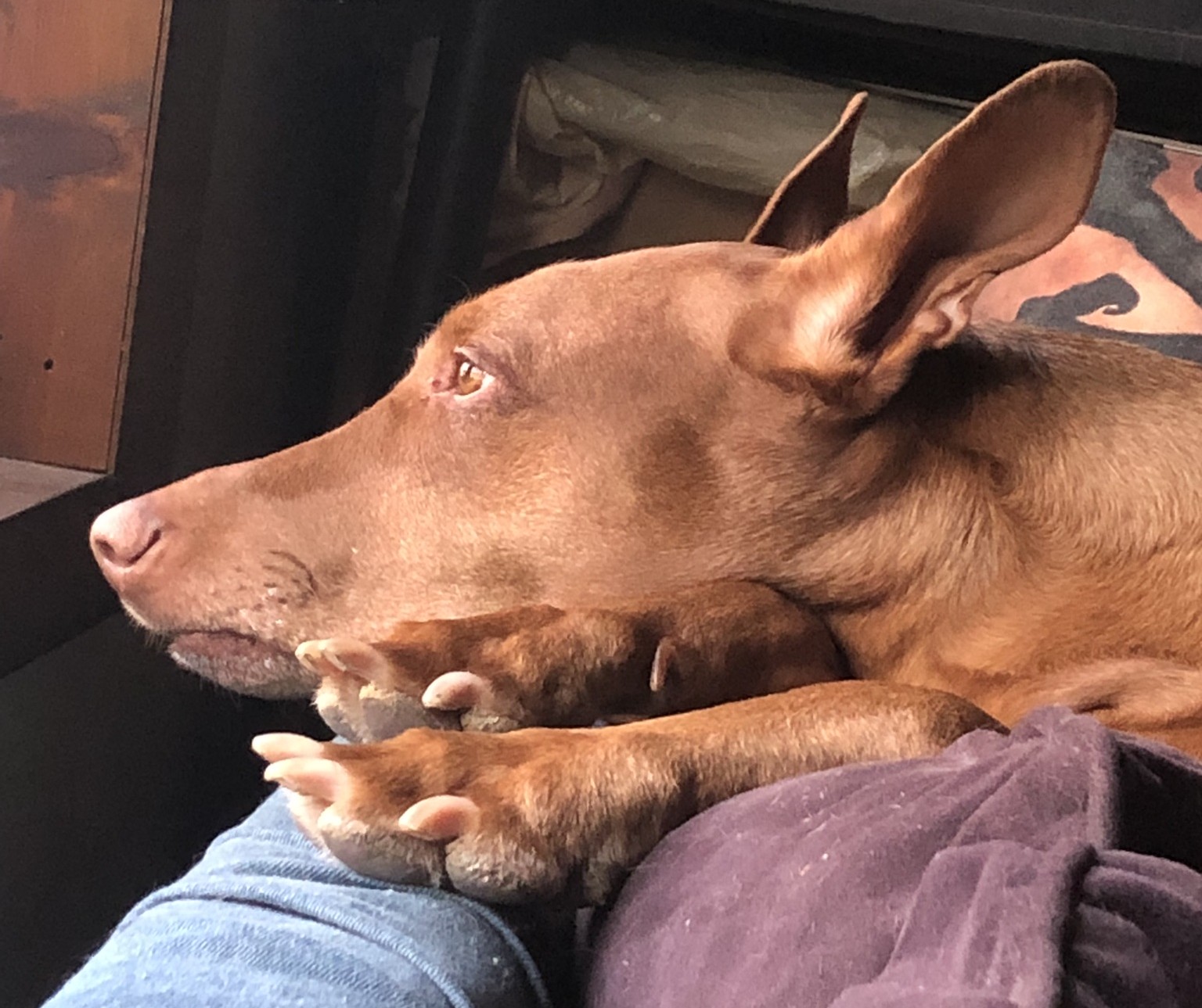 What I Learned About Feeding a Dog with No Appetite (from Illness & New Medication)