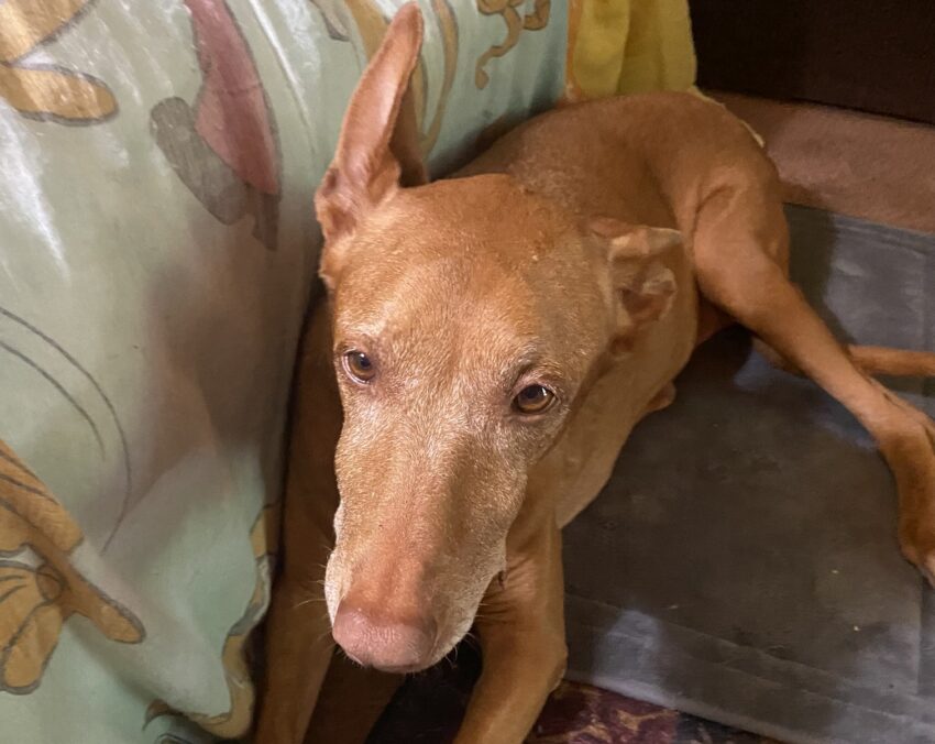 What I Learned About Feeding a Dog with No Appetite (from Illness & New Medication)