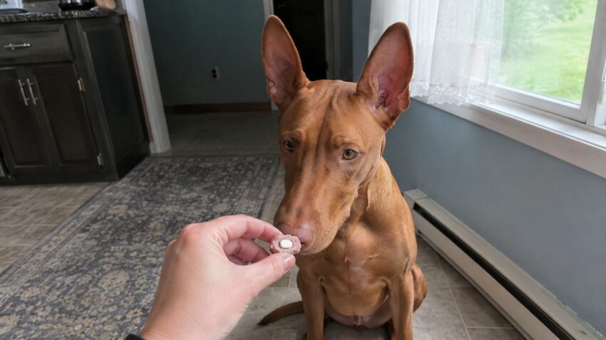 How to Give a Dog a Pill: 7 Methods for Even the Pickiest Dogs (I Tried Every One of Them)